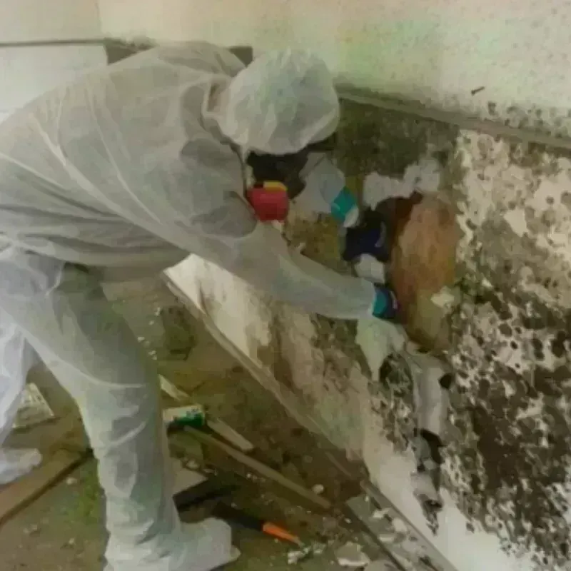 Mold Remediation and Removal in Herrin, IL